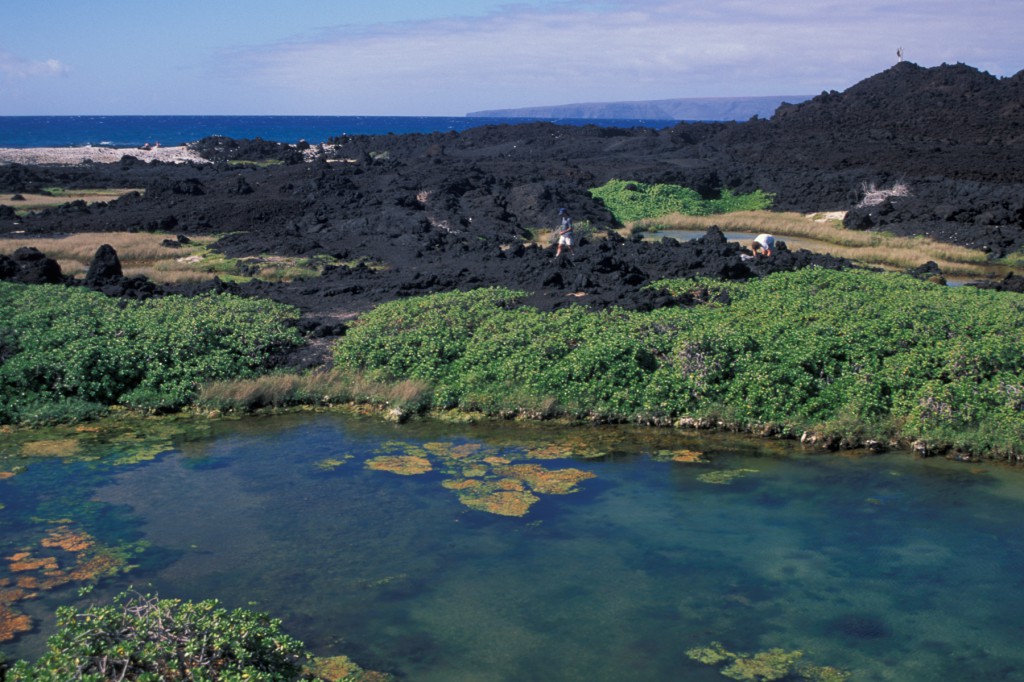 Anchialine pond at Hanamanioa