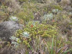 native hawaiian plants