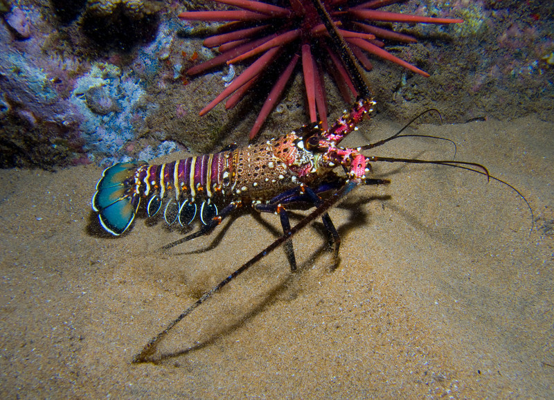 Hawaiian spiny lobster by Jim Petruzzi