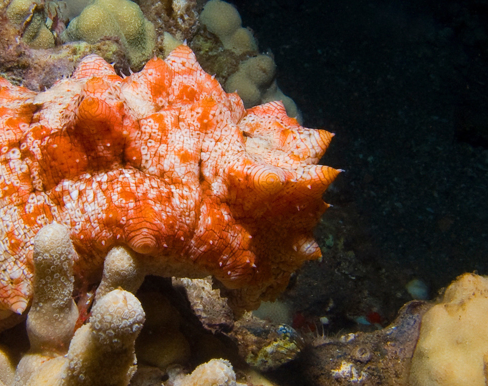 Sea cucumber