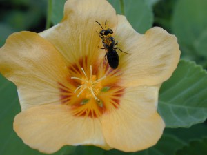 Yellow Faced Bee