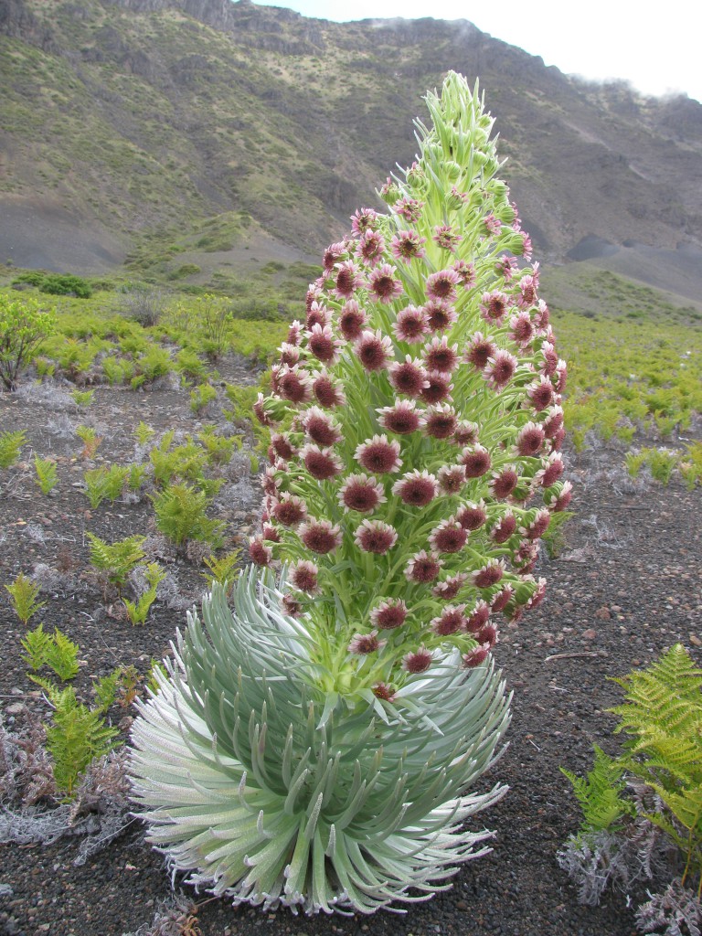 silversword