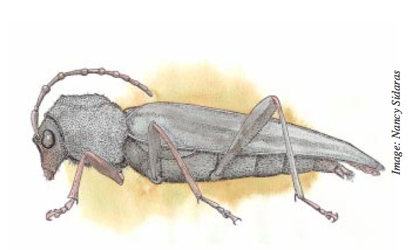 Long Horned Beetle