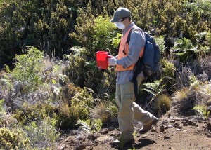 controlling argentine ant