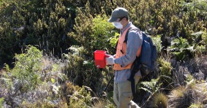 controlling argentine ant