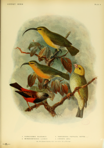 Extinct Hawaiian forest birds