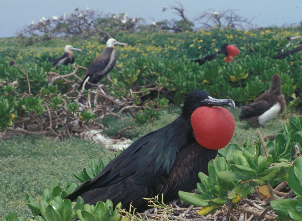 Frigatebird