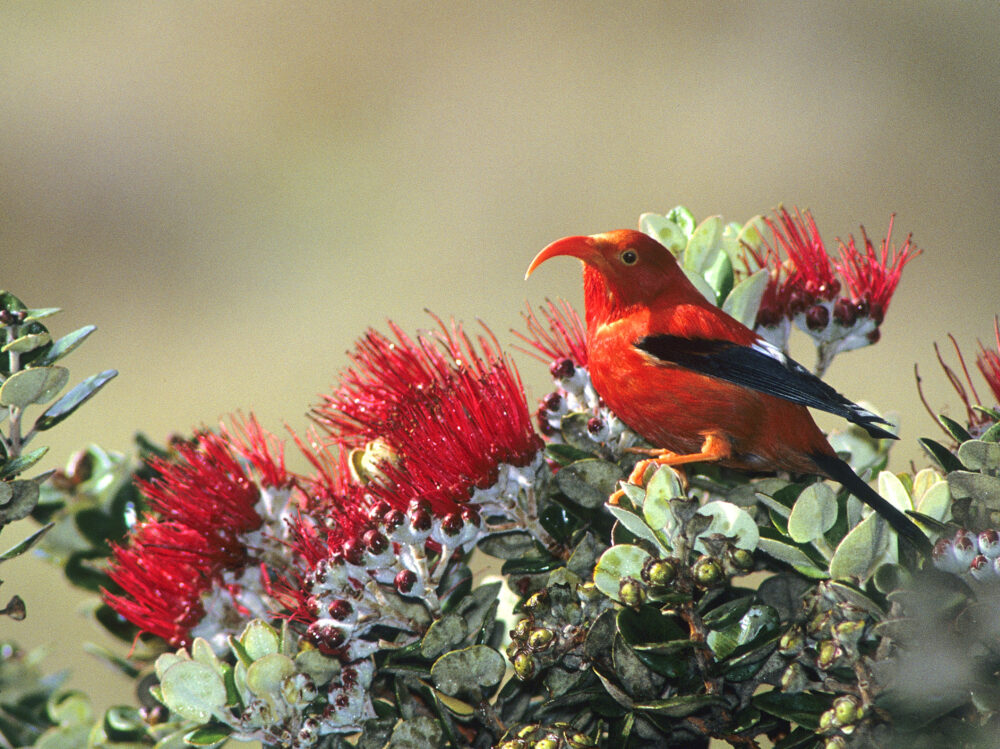 'I'iwi on 'ohi'a