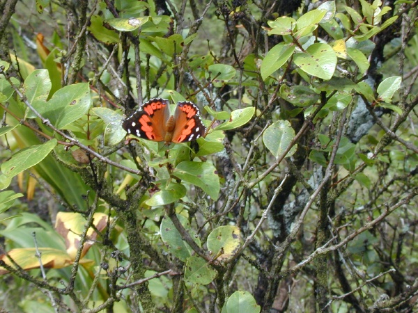 Kamehameha butterfly