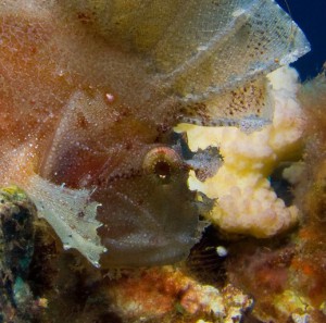 Leaf scorpionfish