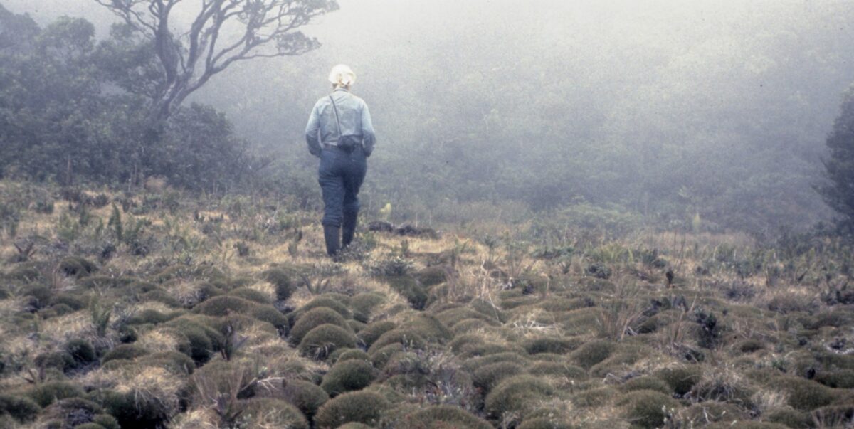 Greensword bog in East Maui, 1973