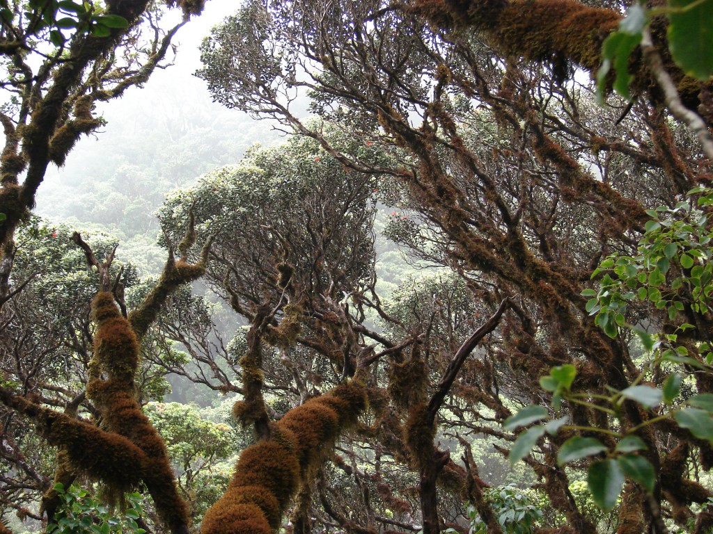 Ohia forest