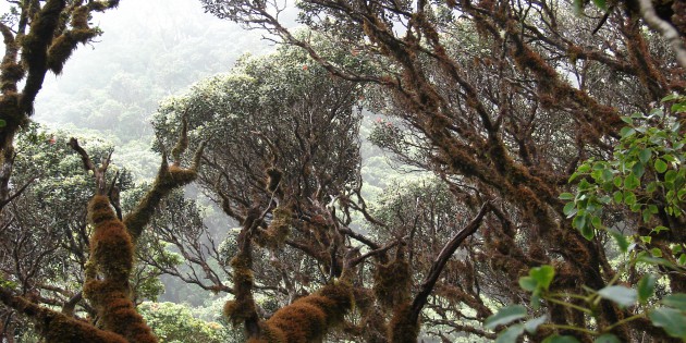 Ohia forest