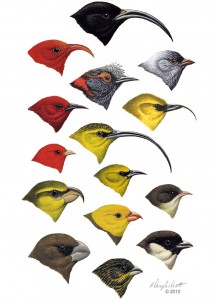 representative honeycreepers