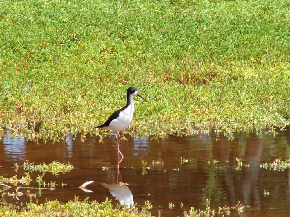 Ae'o, Hawaiian stilt (Himantopus mexicanus knudseni) at Kanaha Pond