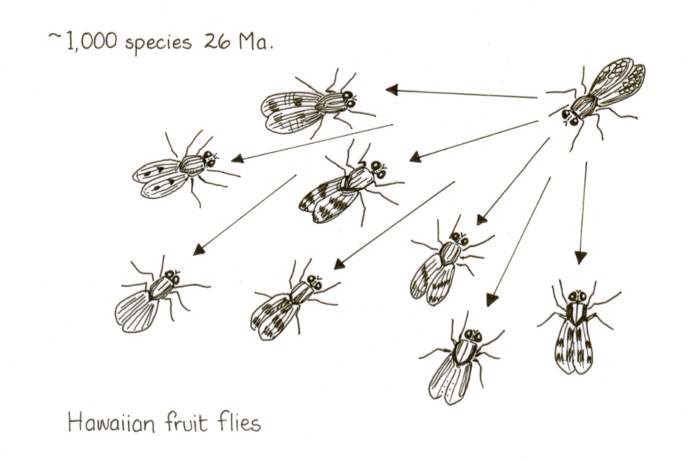 Hawaiian Fruit Flies