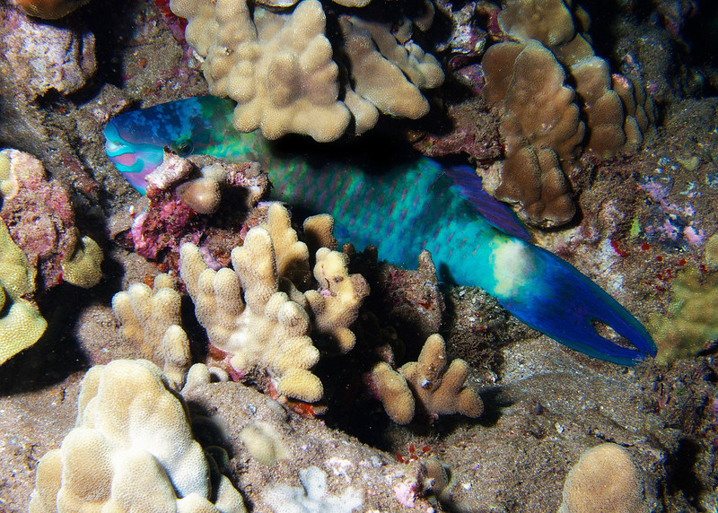 Parrotfish Petruzzi