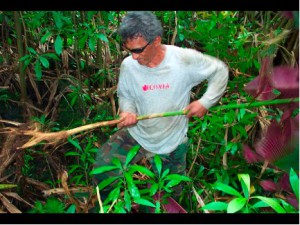 Pulling Miconia