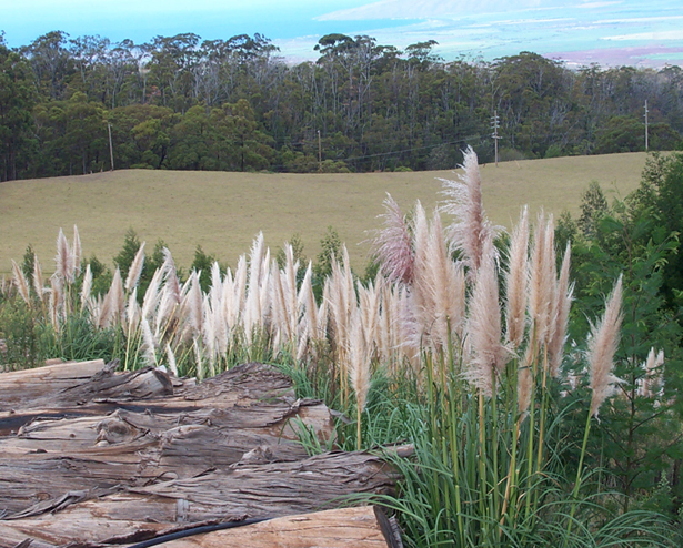 Pampas grass