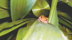 coqui frog