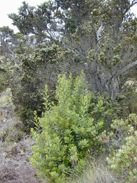 Ohia and Myrica faya