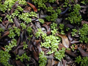 Strawberry guava leaf litter